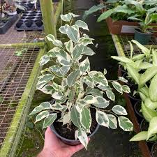 Image result for Ficus