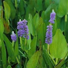 2175 nw shevlin park road. 5 Plants For Your Pond Wisconsin Lake Pond