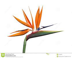 Bird Paradise Stock Illustrations 1 550 Bird Paradise Stock Illustrations Vectors Clipart Birds Of Paradise Flower Botanical Illustration Illustration