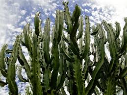 Image result for Euphorbia ingens