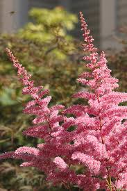 Check spelling or type a new query. Astilbe Flowers Photograph By Jeanne White
