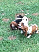 They will come kc registered. Basset Hound Puppies For Sale In Florida Basset Hound Breeders And Information
