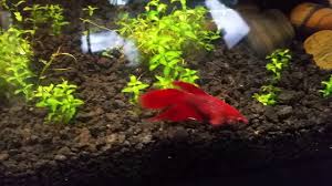 What the best betta food is, why we consider it to be the best, and how to correctly feed it to your to start off, we'll explain the four basic rules of feeding betta fish, then we'll get into specific detail about. Bloated Betta Egg Bound Constipated Dropsy Youtube