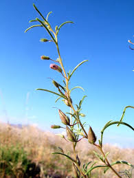 Image result for Anticharis