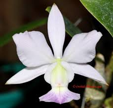 Image result for Brachycorythis velutina