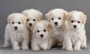 At the time of article publication, puppyfind, a popular online pet dog classifieds site, had more than 150 advertisements, with expenses varying from $500 to more than $1,500. Las Razas De Perro Mas Buscadas Y Deseadas Bichon Frise Puppy Bichon Frise Dogs Dog Breeds