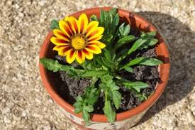 Image result for foto Gazánie