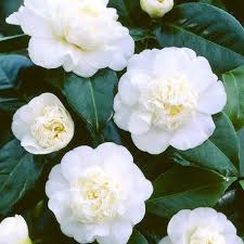 Camellia Japonica Wit Kopen Beste Prijs Kwaliteit Camellia Plant Camellia White Flowers