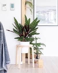 Noch So Eine Pflanze Die Ich In Unserem Wohnzimmer Nicht Missen Mochte Auch Wenn Calathea Angeblich Nicht So Pflegeleicht S Ikea Diy Diy Plants Diy Ikea Hacks