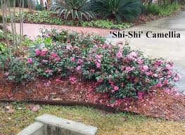 Pin On Landscaping