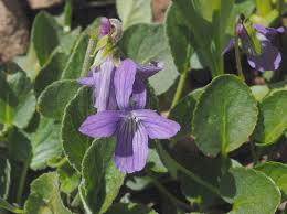 Image result for Violaceae