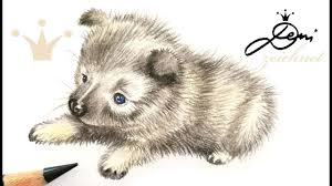 Eis und sommer gehören genauso zusammen wie william und kate. Wolfsspitz Welpe Zeichnen Hund Malen How To Draw A Puppy Comment Dessiner Un Chiot Youtube