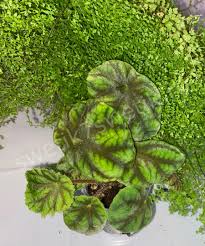 Image result for Begonia quadrialata