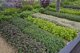 While decorative herb gardens may be alluring, start slowly with a smaller bed or large standard outdoor garden. How To Grow Herbs Thompson Morgan