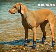 Amazon.com : VALFRID Waterproof Grip Dog Shoes,Anti-Slip Dog ...