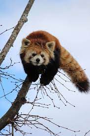 Red Panda The Cute Animal Facts Pictures And Information By Pets Planet Red Panda Red Panda Cute Cute Animals