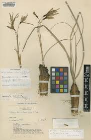 Image result for Eriosema jurionianum