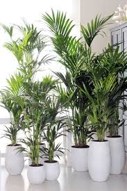 kentia palm petites plantes d interieur decoration plante pot de fleur interieur
