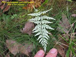 Image result for Pityrogramma