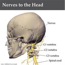 Most of the time, regardless of the cause, pain improves with conservative. Neck Anatomy Pictures Bones Muscles Nerves