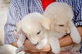 Bir Sokak Kopegini Nasil Kurtarabilirsiniz My Animals
