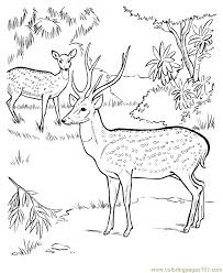 Butterfly coloring pages there are many colorful butterflies and moths living in the jungle. Deer In Jungle Coloring Page For Kids Free Deer Printable Coloring Pages Online For Kids Coloringpages101 Com Coloring Pages For Kids