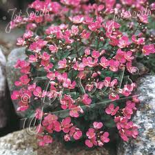 Image result for Arabis