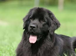 Check spelling or type a new query. Leonberger Price Temperament Life Span