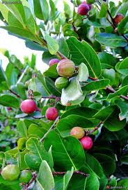 Pin On Fruits World