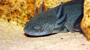 We are open every day! Keeping And Caring For Axolotls As Pets