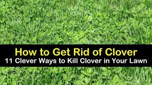 What is the best way to get rid of the clover? 11 Clever Ways To Get Rid Of Clover In Your Lawn