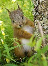 What Do Squirrels Like To Eat Squirrels Feeding Anifa Blog Cute Squirrel Animals Cute Animals
