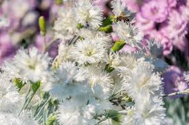 Maybe you would like to learn more about one of these? Nomi Immagini E Significato Segreto Dei Fiori Bianchi