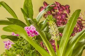 Image result for Eucomis zambesiaca
