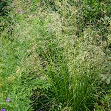Image result for Deschampsia