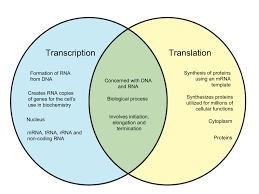 Difference Between Transcription And Translation Whyunlike Com