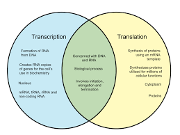 difference between transcription and translation whyunlike com