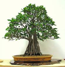 BIG TREE IN A POT కోసం చిత్ర ఫలితం