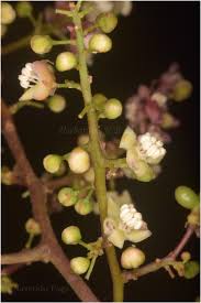 Image result for Lepisanthes senegalensis