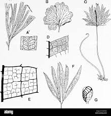 Image result for Parkeriaceae