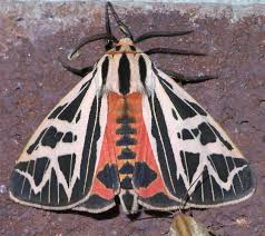 Black And White Spotted Moth Uk Black And White Tiger Moth Grammia Phyllira Bugguide Net Tiger Moth Cool Insects Moth
