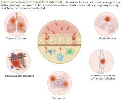 Image result for Corynebacterium