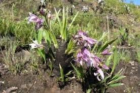 Image result for Velloziaceae