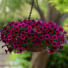 Pin On Flowers And Plants