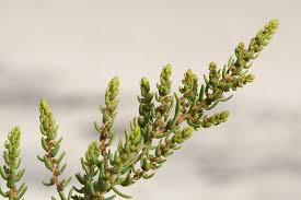 Image result for Suaeda sp. B