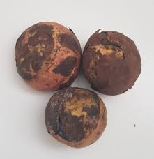 Image result for Buchholzia