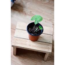 Maybe you would like to learn more about one of these? Cháº­u Cay Caladium Bicolor Red White Spot Caladium Florida Clown Chinh Hang 69 000Ä'