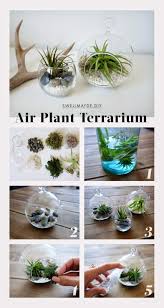 Swellmayde Diy Air Plant Terrarium Air Plant Terrarium Plants Terrarium Diy
