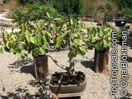 Image result for Ficus obliqua