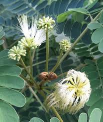 Image result for Albizia